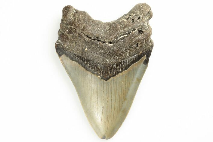 Serrated, Fossil Megalodon Tooth - North Carolina #190936